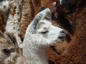 Llama