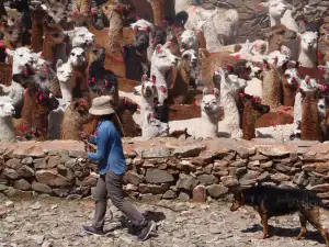 Señalada de Carnaval