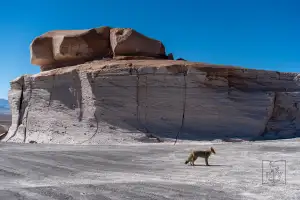 Zorro en Campo de Piedra Pomez Área Natural Protegida