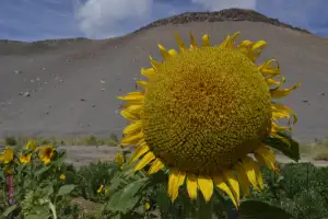 Girasoles